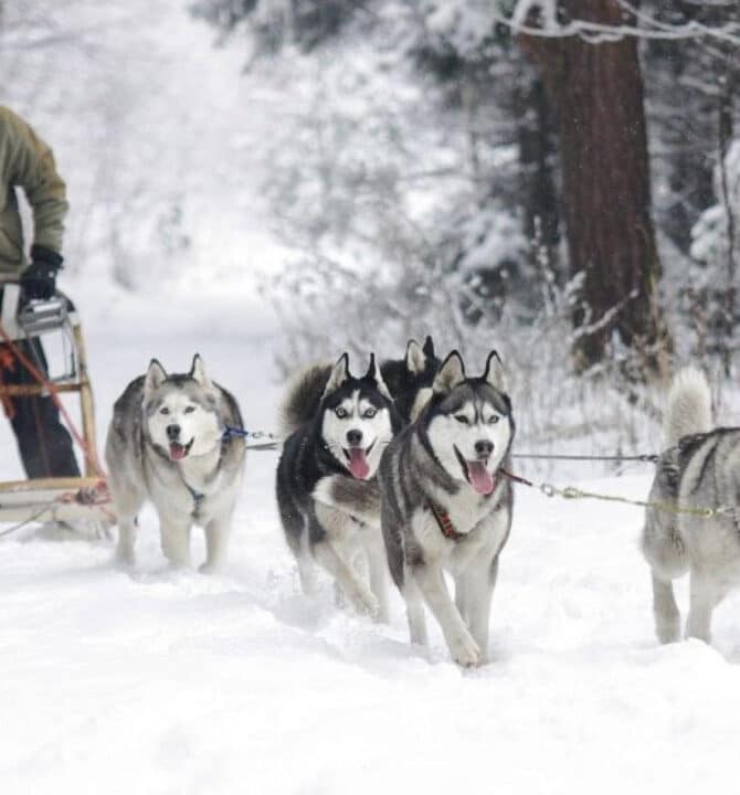 En attendant l’ouverture des pistes …